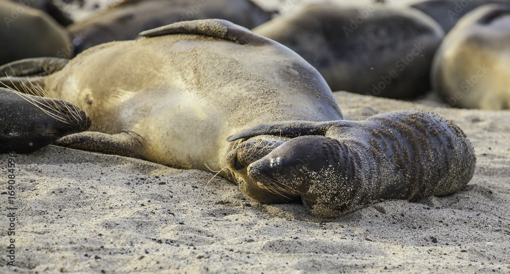Galapagos sea lion mother with baby lying on beach, San Cristobal, Galapagos