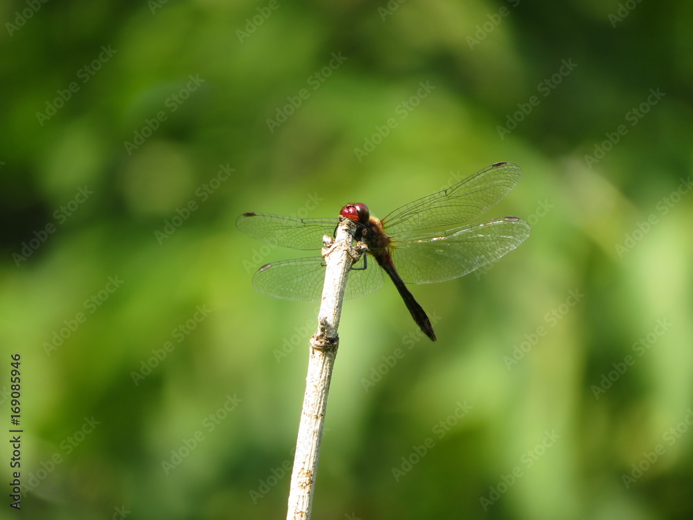 Red dragonfly on green background Red dragonfly on green background