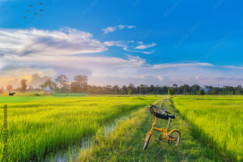 Abstract soft focus semi silhouette the bicycle,green paddy rice field with the beautiful sky and cloud in the evening in Thailand, the beam, light, and lens flare effect tone.