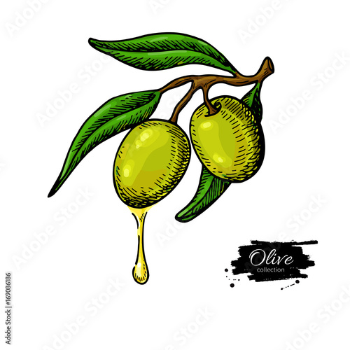 Olive branch with a drop of olive oil vector illustration. Hand drawn plant in vintage style.