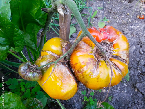 Die Braunfäule - eine häufige Krankheit bei Tomaten, die zum Absterben der Pflanze und kompletten Ausfall der Ernte führt. Verfaulte Früchte. photo