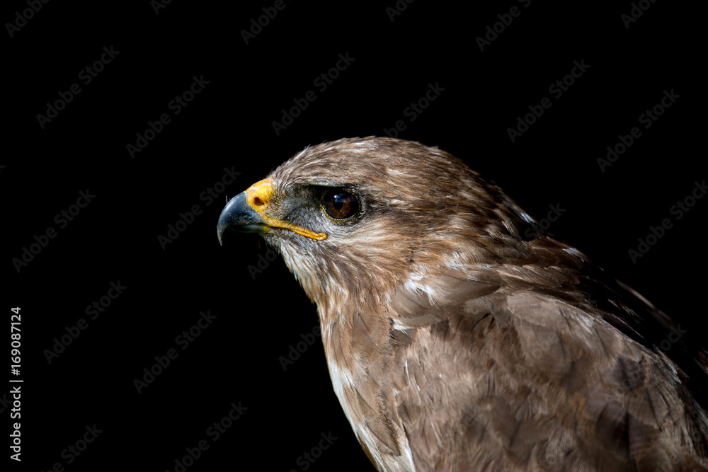Naklejka premium falcon, hawk 