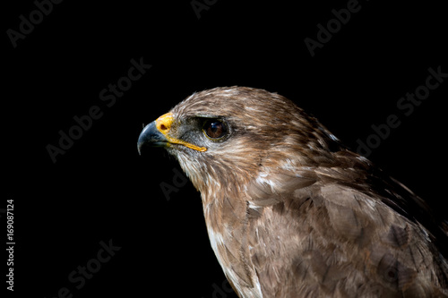 falcon, hawk 
