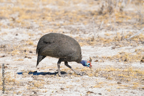 Helmeted Guinea Fowl (Numida Melleagris) searching for food in the desert of Etosha national park, Namibia. photo