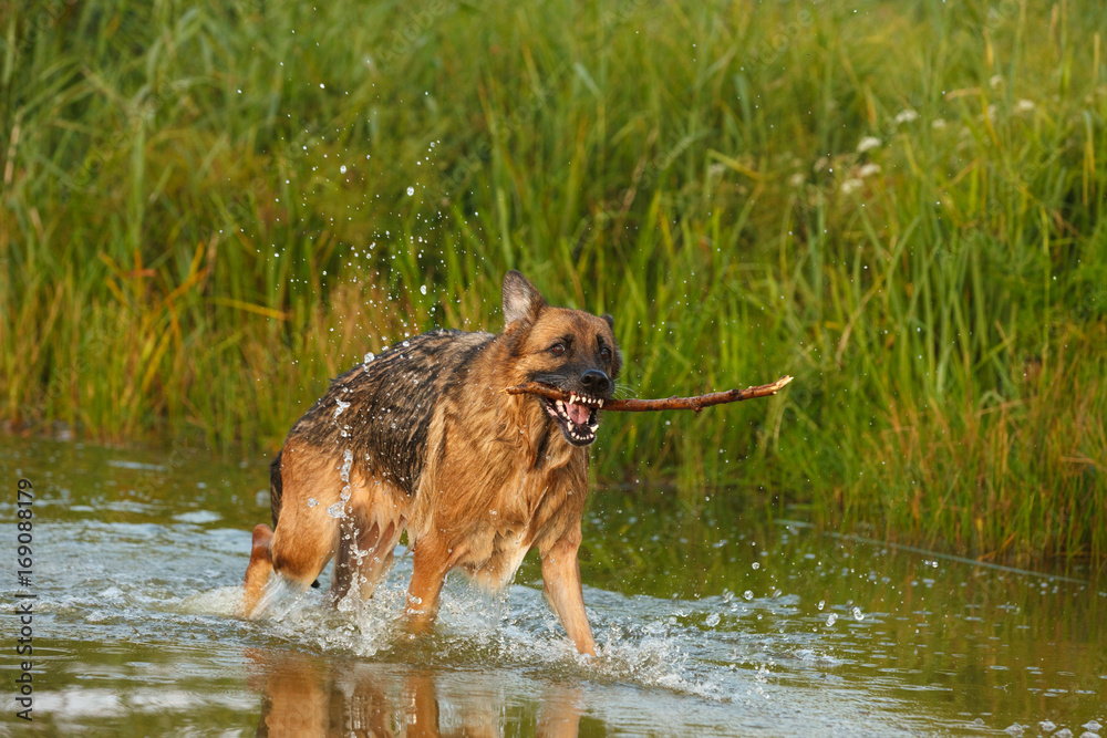 German Shepherd Dog playing with stick on shore of water German Shepherd Dog playing with stick on shore of water