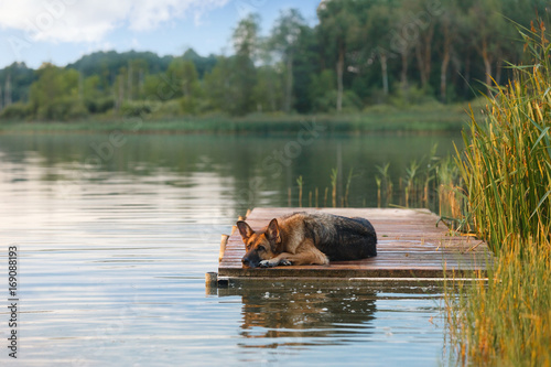 German Shepherd dog resting on lake