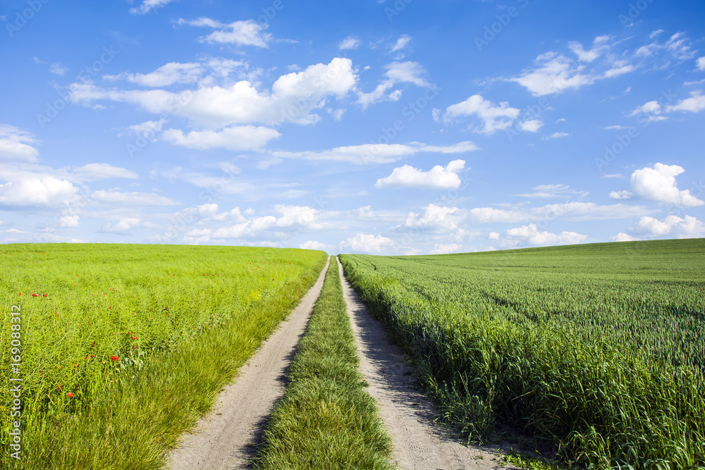 Long and straight road through the meadows Long and straight road through the meadows