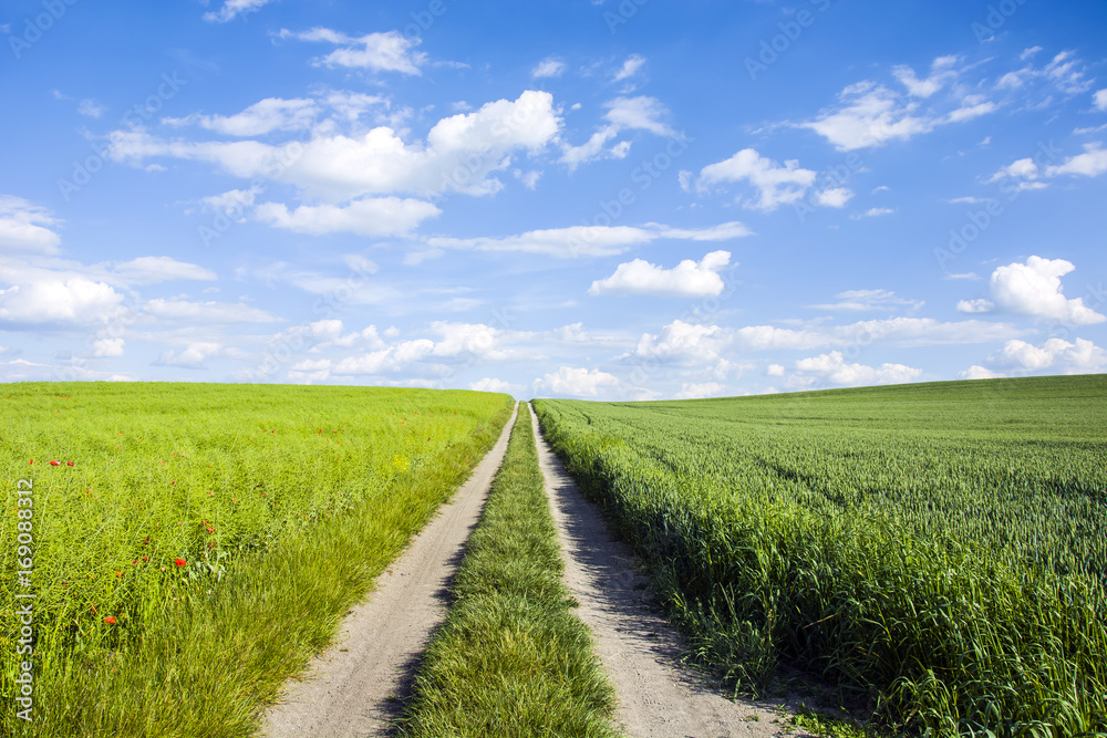 Long and straight road through the meadows