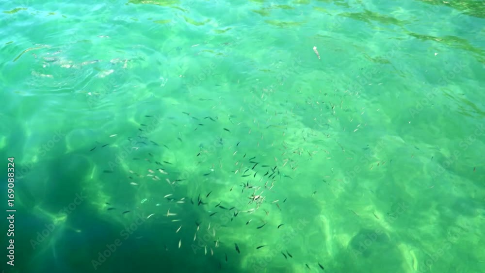 People with feeding flocks of small fish on the coast of the Mediterranean sea People with feeding flocks of small fish on the coast of the Mediterranean sea