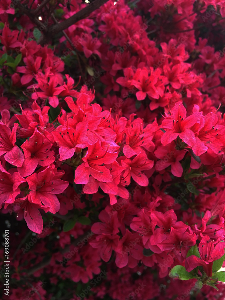 summer flowers close up view summer flowers close up view