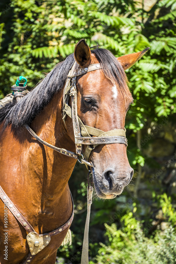 A horse without a rider grazes near the forest. A horse without a rider grazes near the forest.