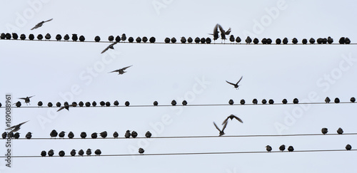  Kuşların Yer Kavgası photo