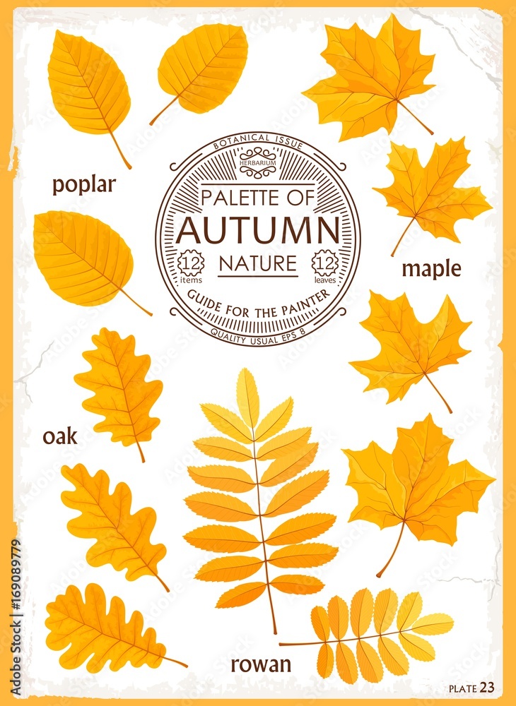 Set of isolated leaves Autumn season. Maple, Oak, Poplar and Rowan. Realistic vector graphics.
 Creative design for print, web, etc.