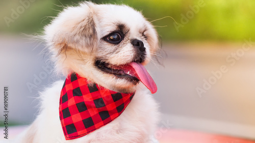 Pekingese puppy wearing a cute red-black scarf.