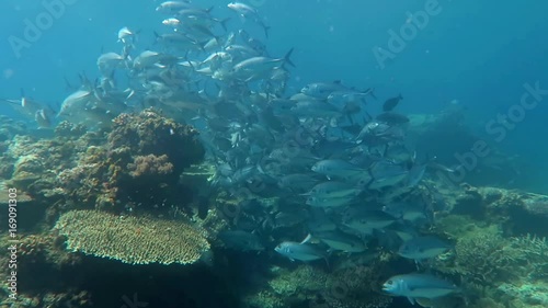 Wallpaper Mural Medium shot school of jacks Torontodigital.ca