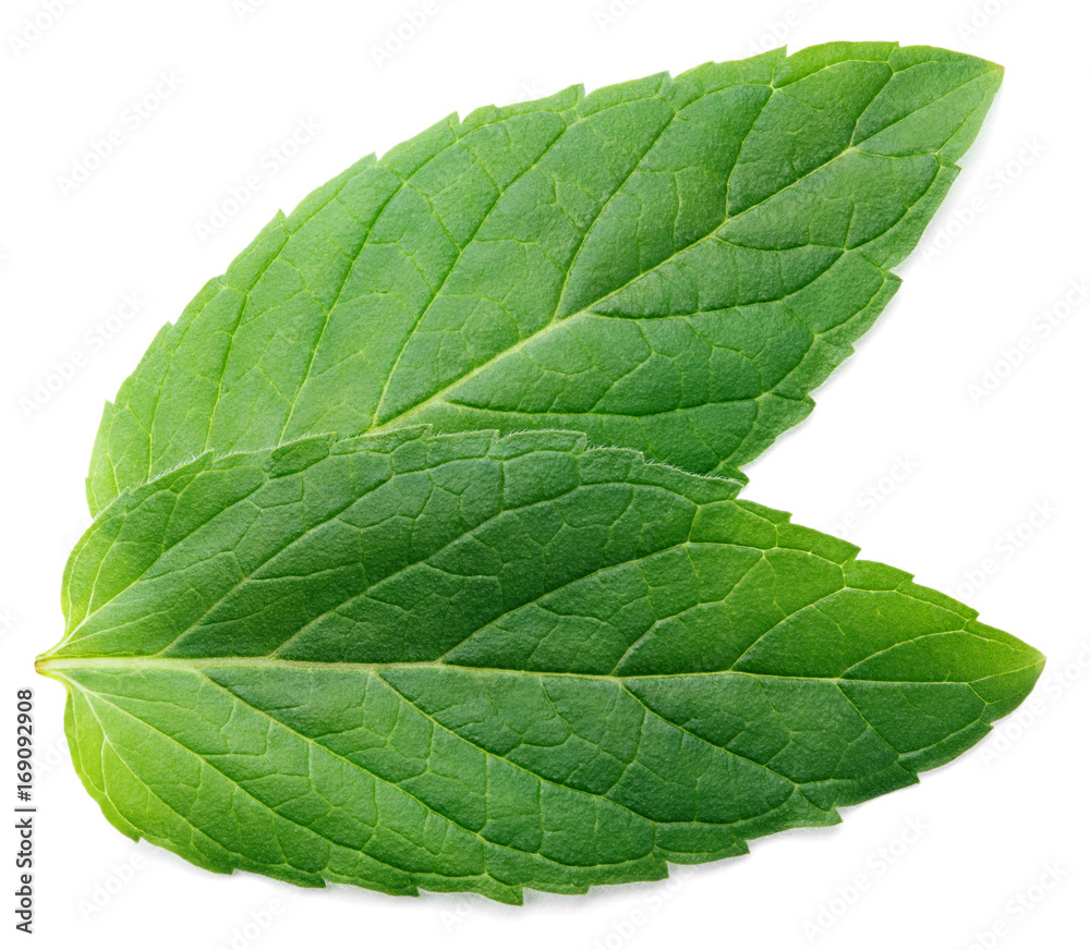 Obraz premium Two fresh raw mint leaves isolated on white background