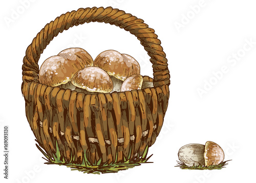 Wicker basket full of orange cap boletus isolated on white background. Vector