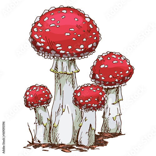 Family of fly agaric mushrooms isolated on white background. Vector Illustration