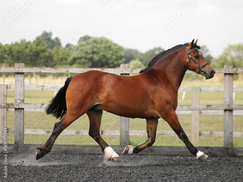Fotografía Trotting Horse