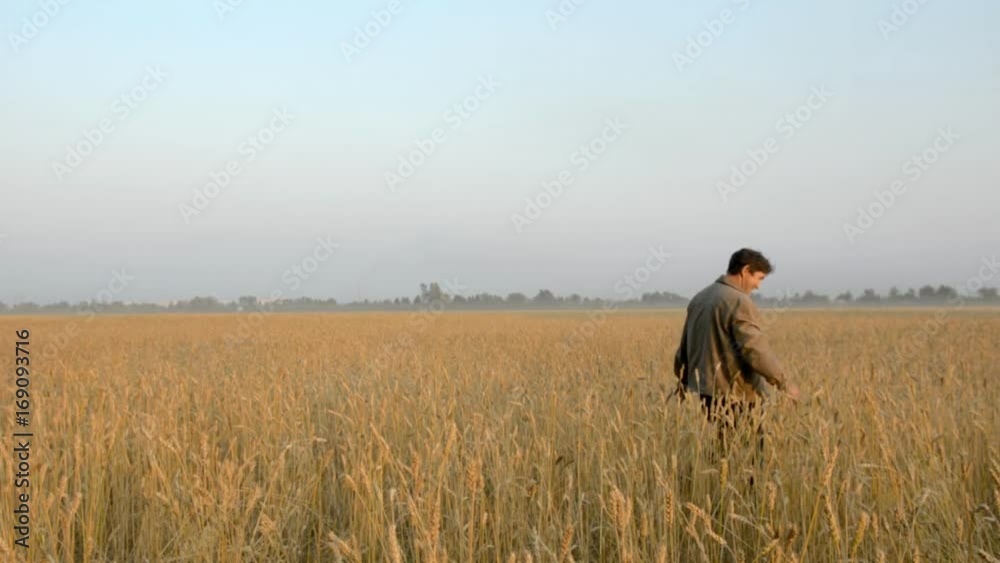 An adult man walks the wheat field. Successful farmer in autumn in his field An adult man walks the wheat field. Successful farmer in autumn in his field
