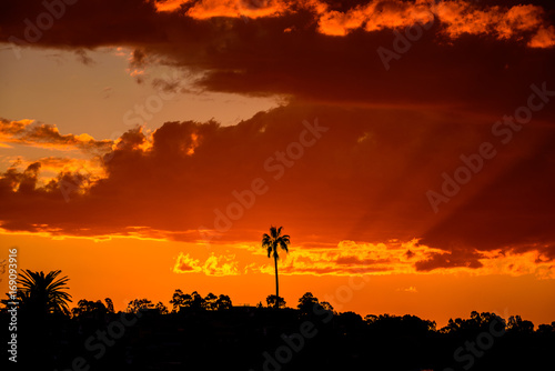 A single palm tree stands in silhouette against a red sky sunset in Australia