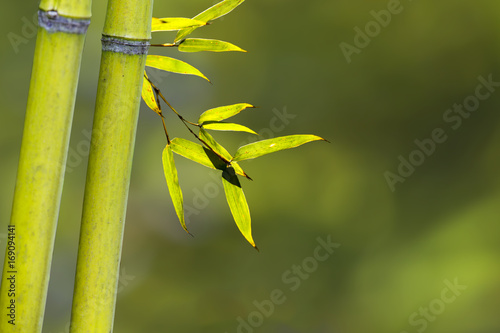 Fototapeta Naklejka Na Ścianę i Meble -  beautiful bamboo branch in bamboo forest with beautiful green nature background