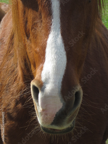Beautiful chestnut horse portrait showing