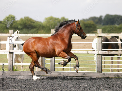 Cantering Horse