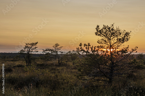 Latvia. beautiful colors in the evening before sunset in the swamp Dunikas