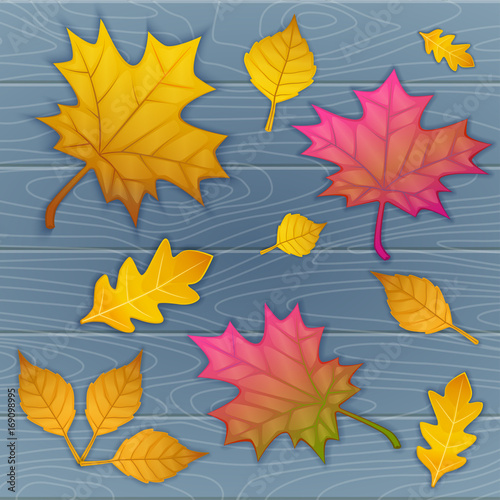 vector illustration of autumn leaves on wooden blue background. top view