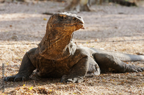 Komodo dragon, famous reptile lizard species. The habitat on Komodo and Rincha Islands - National park in Indonesia, Asia.
