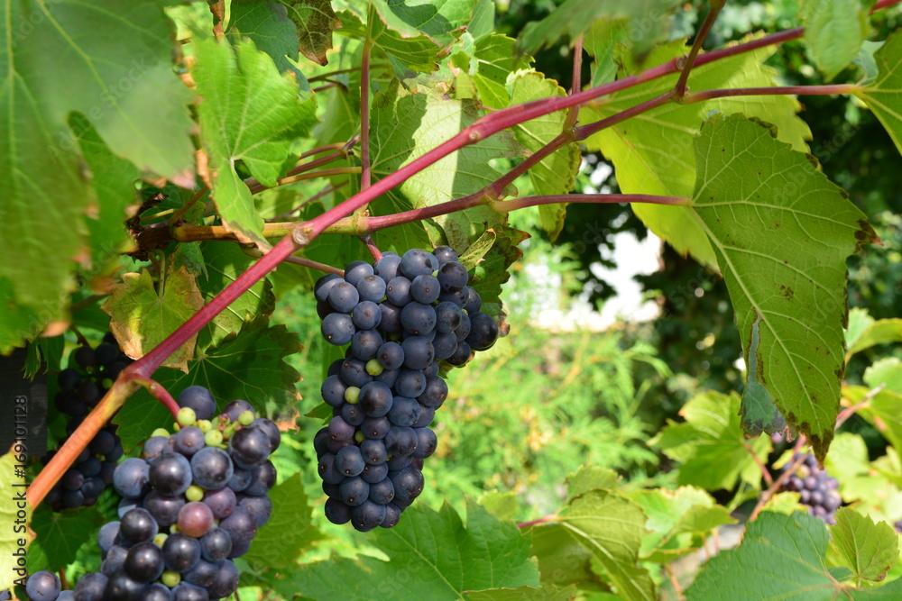 Black grapes hanging off of a grape tree