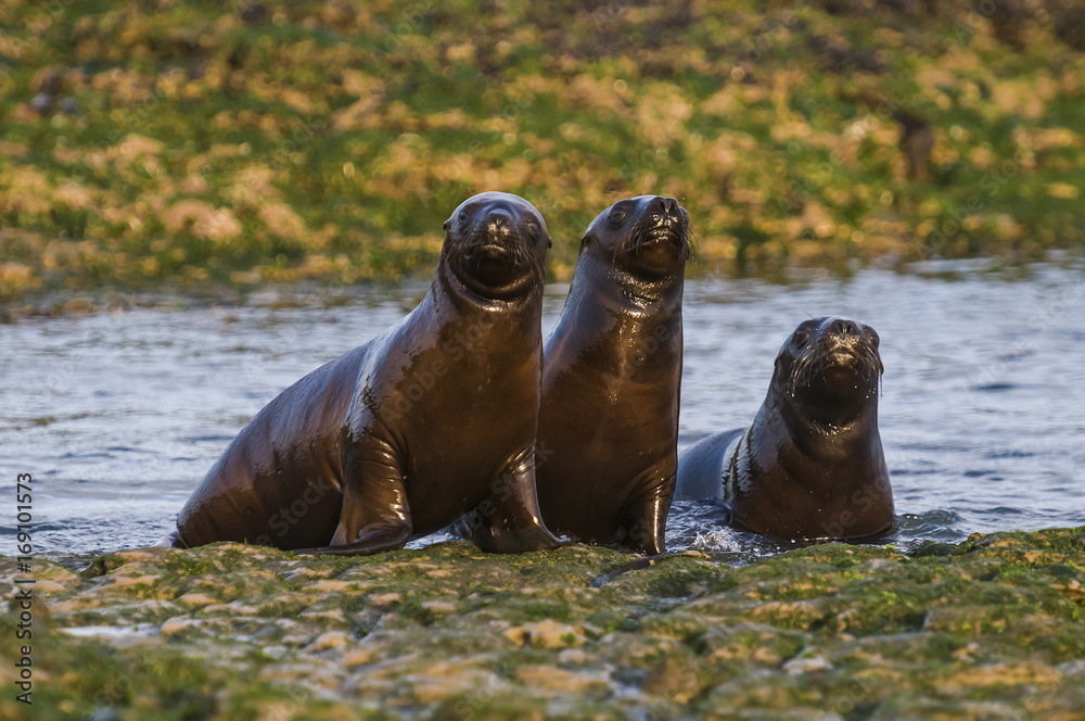 Fototapeta premium Sea Lion baby