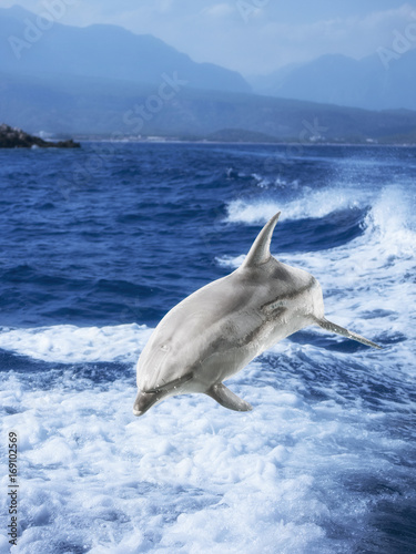 dolphin jumps out of the sea