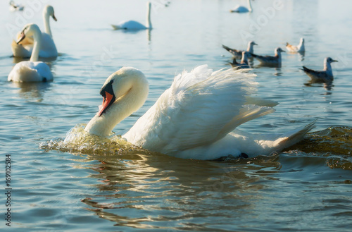 Aggressive swan. The dominant individual.