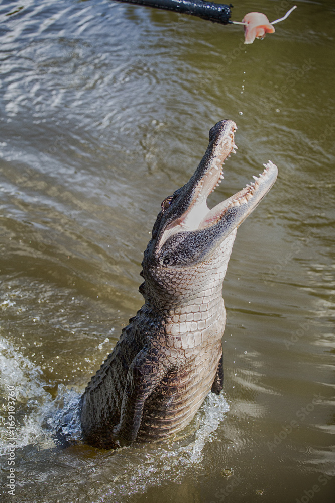 Fototapeta premium aligator