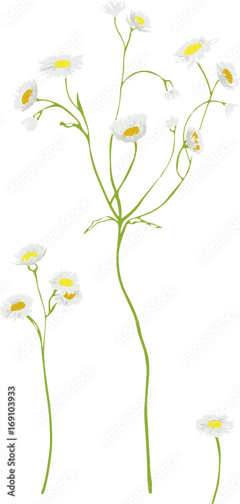 Tenderness of wild asters
Tenderness of wild asters