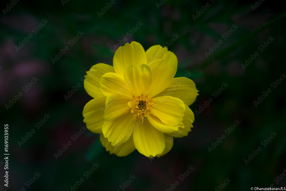 Yellow flower Yellow flower
