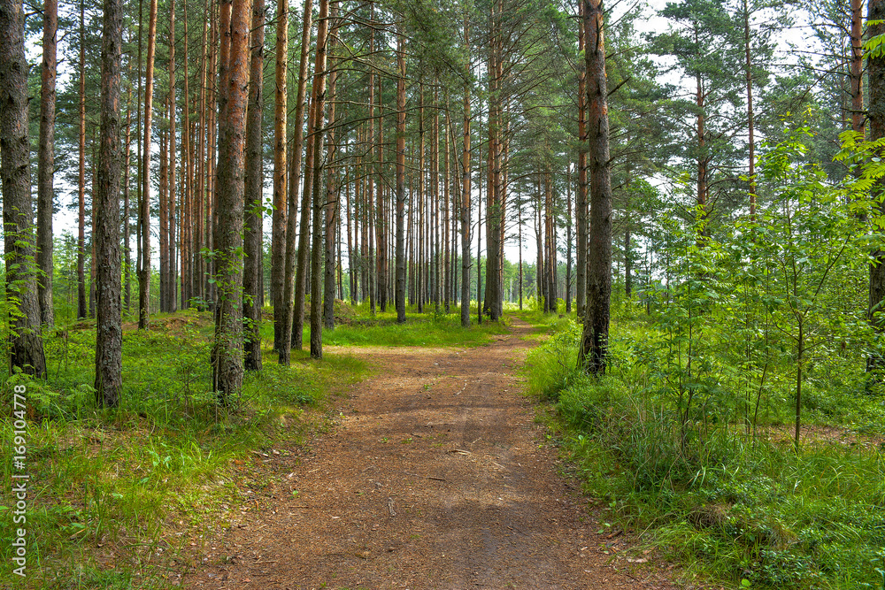 Pine forest in cloudy weather. Pine forest in cloudy weather.