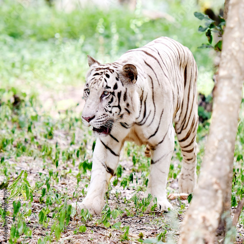 White Tiger at Bannerghatta Biological Park, Bengaluru.