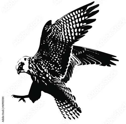 Vector Illustration of the attacking falcon.