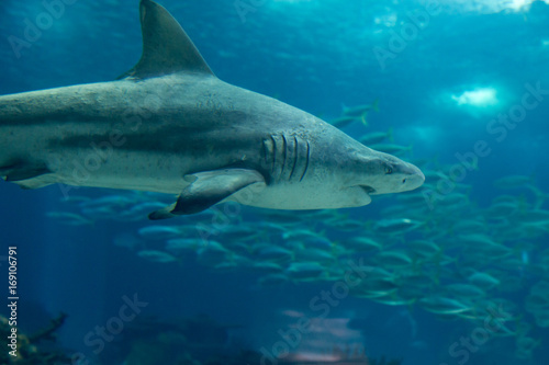 Real Sand Tiger Shark Underwater in Natural Aquarium