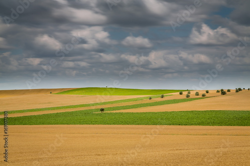 Nature Prairie and Landscape  with Green grass and Small trees located in Alentejo  Portugal