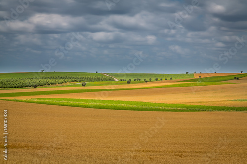 Nature Prairie and Landscape, with Green grass and Small trees located in Alentejo, Portugal © Paulo