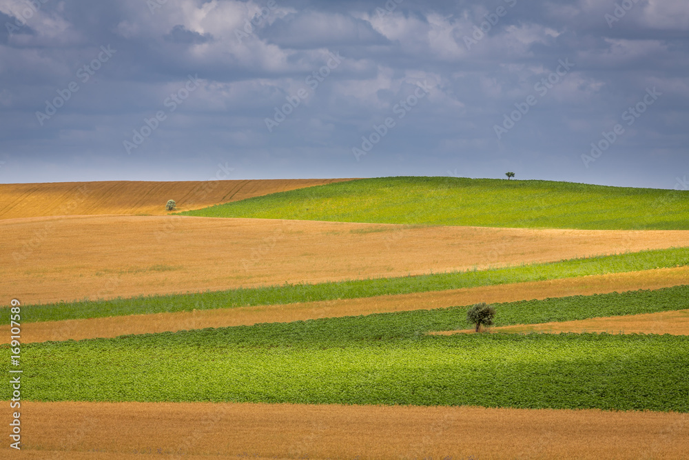 Obraz premium Nature Prairie and Landscape, with Green grass and Small trees located in Alentejo, Portugal