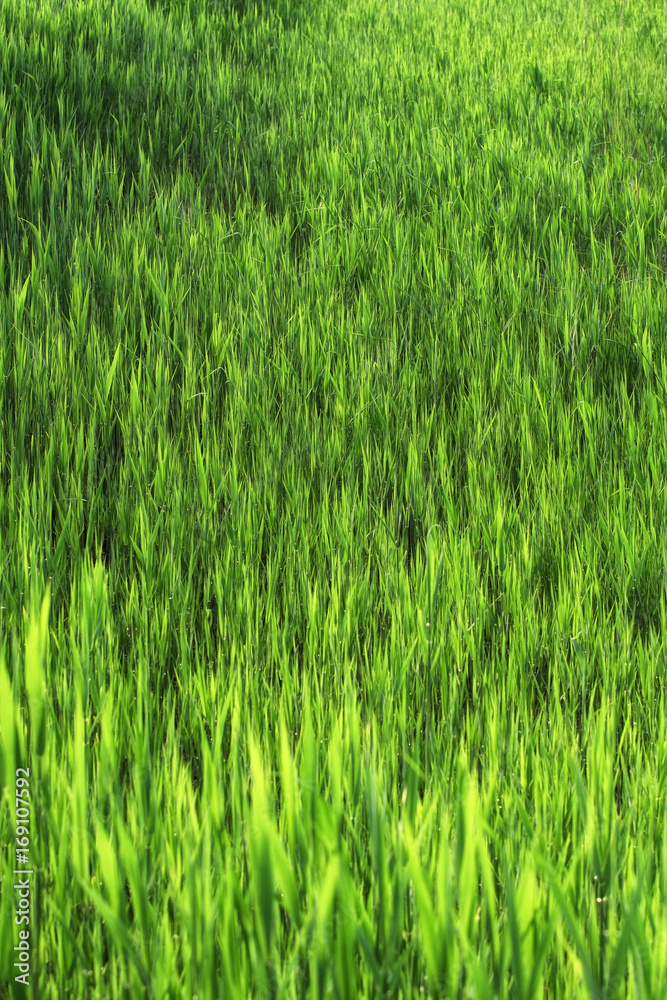 Obraz premium Stems from green reeds background.
