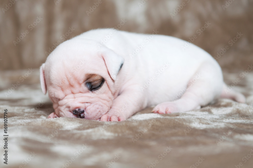 Funny white American Bulldog puppies on light background. The puppy is sleeping Funny white American Bulldog puppies on light background. The puppy is sleeping