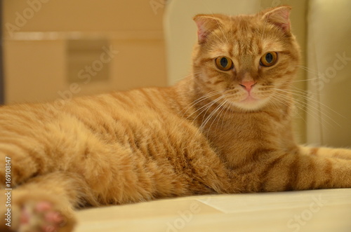 Wallpaper Mural 猫　茶虎　スコティッシュフォールド Torontodigital.ca