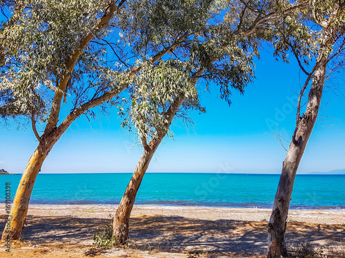 sea beach trees summer background colors photo