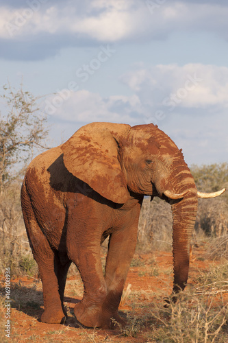 Elephant covered in red dirt